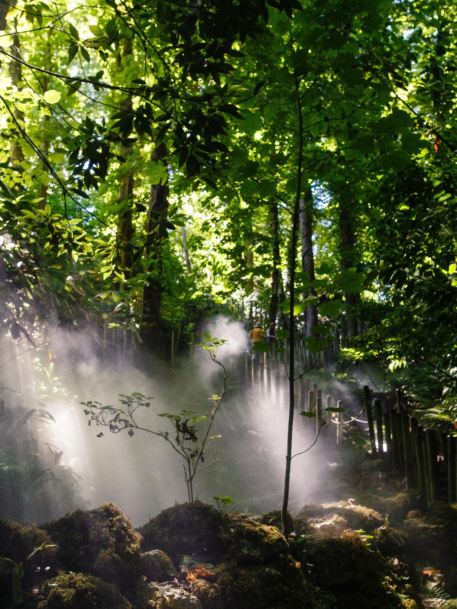 Forêt, je connais ton&nbsp;nom